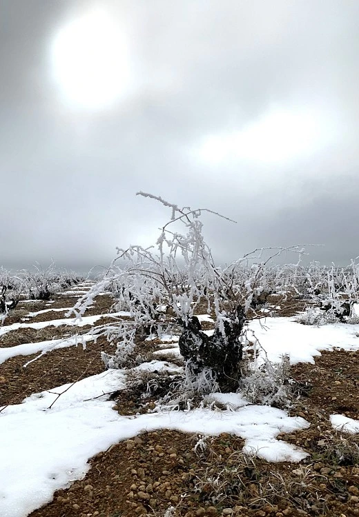 Viñas prefiloxéricas