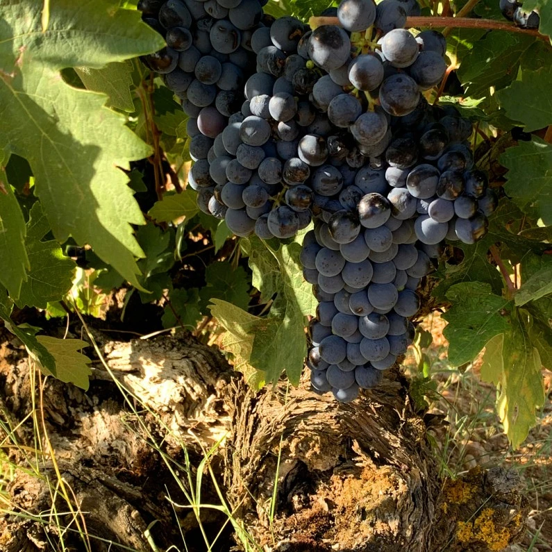 Viñedo en la Sierra de Gredos