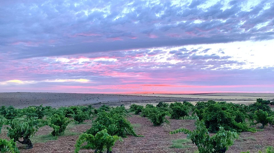 Tinta Fina (Tempranillo)